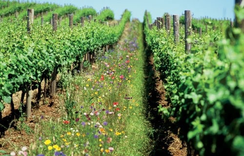 Trang trại nông nghiệp hữu cơ